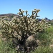 150-joshua-tree-n-p